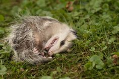 an animal that is laying down in the grass with it's head sticking out