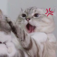 two cats are playing with each other and one is holding its paw up in the air