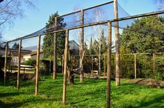 a fenced in area with trees and grass