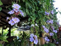 purple flowers are growing on the side of a building with lots of greenery around it