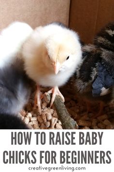 two chickens in a cardboard box with the words how to raise baby chicks for beginners