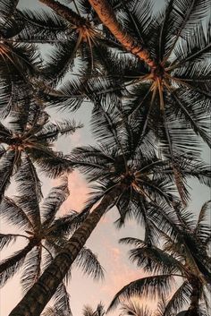 palm trees against the sky at sunset