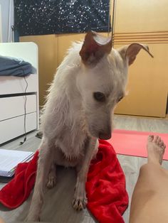 a small white dog sitting on top of a red towel