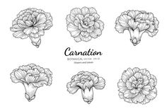 the carnations in black and white are drawn by hand on a white background