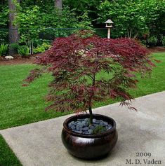 a small tree in a large pot on the sidewalk near some grass and trees with red leaves