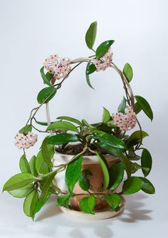 a potted plant with pink flowers and green leaves