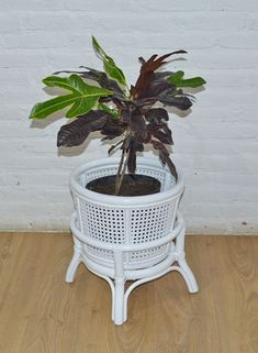 a potted plant sitting on top of a wooden floor