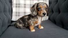 a small dog sitting on top of a gray couch