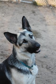 a black and white dog sitting in the dirt