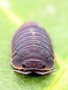 a close up of a bug on a leaf