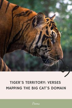 tiger's territory versus mapping the big cat's domain