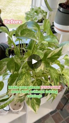 Florida Plants, Plant Care Tips, The Bun, Bald Spot, Trailing Plants, Indoor Jungle, Indoor Gardening, The Soil, Have You Tried