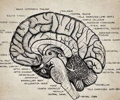 an old diagram of the human brain with all its functions and parts labeled in it