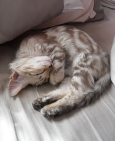 a cat laying on top of a bed next to pillows