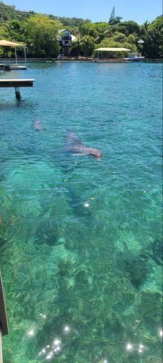 a man is swimming in the clear blue water next to a dock and some trees