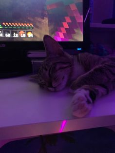 a cat laying on top of a table next to a tv