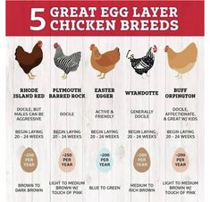 the 5 great egg layer chicken breeds