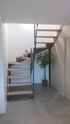 a cat sitting on top of a set of stairs next to a potted plant