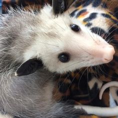 an opossmus is sitting on top of a blanket