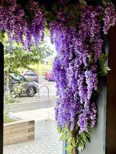 purple flowers hanging from the side of a building