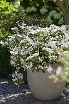 a large white potted plant with flowers in it on a brick walkway next to trees and bushes