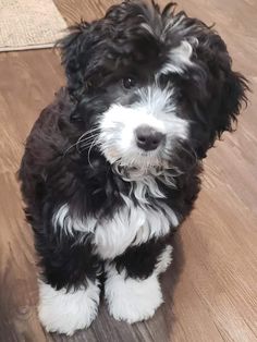 a black and white dog sitting on top of a wooden floor