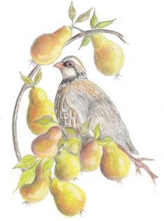 a drawing of a bird on a branch with pears