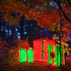 three brightly lit boxes in the middle of a forest with trees and leaves around them