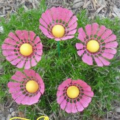 four pink flowers with yellow balls in the center and green grass around them, on top of some rocks