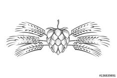 hops and ears of wheat on a white background in the style of engraving line art