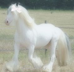 a white horse with a pink ribbon in its hair running through the grass near a fence