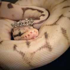 a close up of a snake with a crown on it's head in the middle of its body