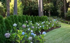 a garden with blue flowers and green grass