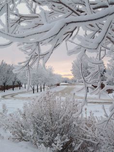 snow covered trees and bushes in front of a street with cars on it's side