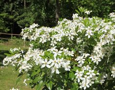 a bush with white flowers in the middle of some grass and trees behind it,