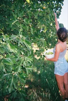 a woman picking apples from a tree