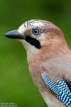 a close up of a bird with a blue and black beak on it's head