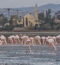 a flock of flamingos standing in the water