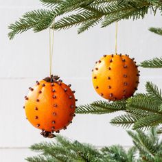 two oranges are hanging from a christmas tree