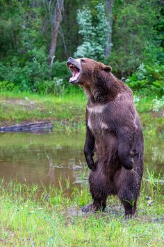 a brown bear standing on its hind legs in front of a body of water with it's mouth open