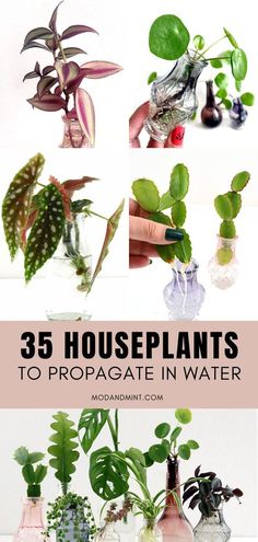 there are many houseplants in vases on the table with text overlay that says 35 houseplants to propagate in water