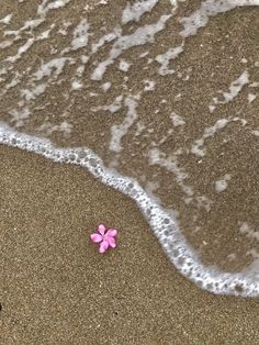 a small pink flower sitting on top of a sandy beach next to the ocean's edge