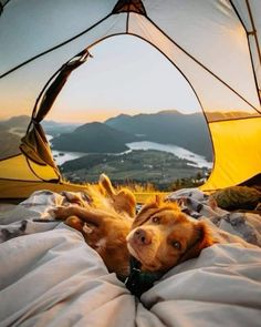 a dog laying on top of a bed under a tent