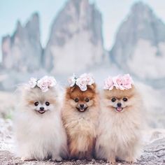 three small dogs with flowers in their hair sitting next to each other on the ground