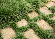 green grass growing on the side of a brick walkway