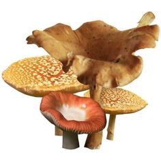 three different types of mushrooms are shown in this image, one is brown and the other is orange