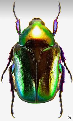 a close up of a beetle on a white background