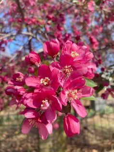 pink flowers blooming on the branches of a tree