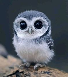 a small owl sitting on top of a rock