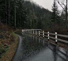 a wet road with white railings and trees in the background